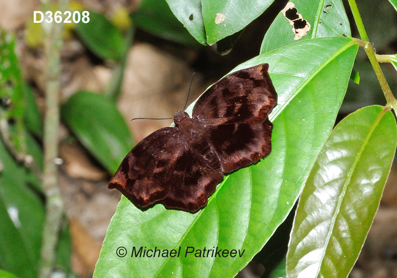 Giant Sicklewing (Achlyodes busirus)